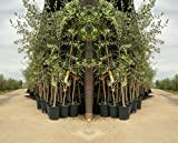 Olivier arbre olives Leccino - Plante fruitière sur pot 20 arbre max 150 cm - 2 ans