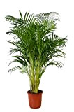 Or Fruit Palmier Areca env. 110?cm de haut, palmier Areca, (Chry salido carpus) Chambres Chambre Palmier, plante
