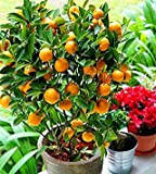 Orange NO OGM Mini Arbre Balcon Patio Potted Arbres fruitiers Kumquat Usine d'agrumes Mandarine, 10Jardin