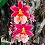 Orchidée Cambria Nelly Isler | Plante d'intérieur en pot de 12 cm | 2 branches et plus de 16 fleurs ...
