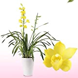 Orchidée Cymbidium Jaune, 1 grande plante d'intérieur de Hollande, 60-70 cm de haut, pot de 14 cm, avec fleurs et ...