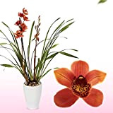 Orchidée Cymbidium Orange, 1 grande plante d'intérieur de Hollande, 60-70 cm de haut, pot de 14 cm, avec fleurs et ...