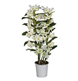 Orchidée de Botanicly – Bambou Orchidée – Hauteur: 50 cm, 2 pousses – Dendrobium Nobile Apollon