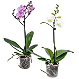 Orchidée | Phalaenopsis Rose & Blanc - Plante d’intérieur en pot de culture ⌀9 cm - ↕40 cm