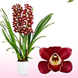 Orchidées Cymbidium Rouges, 1 grande plante d'intérieur de Hollande, 60-70 cm de haut, pot de 14 cm, avec fleurs et ...