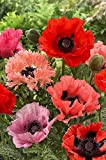 Oriental Poppy-red et rose Mélange graines de pavot orientale 25 + vivaces par Helens Jardin