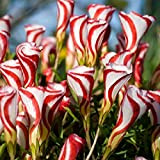 Oxalis graines de versicolor, Fleur Rare monde Pour Jardin maison plantation Fleurs Semillas - 10 pcs / lot