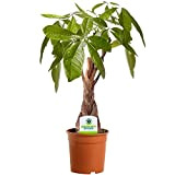 Pachira Aquatica - Cacaoyer - pour Maison ou Bureau Plante d'Intérieur en Pot de 12cm