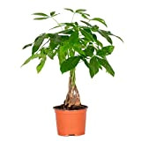 Pachira Aquatica - Money Tree - Plante d'intérieur - Peu d'entretien - ⌀12 cm - ↕25-35 cm