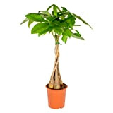 Pachira Aquatica - Money Tree - Plante d'intérieur - Peu d'entretien - ⌀19 cm - ↕75-85 cm