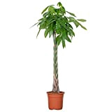 Pachira Aquatica - Money Tree - Plante d'intérieur - Peu d'entretien - ⌀27 cm - ↕130-140 cm