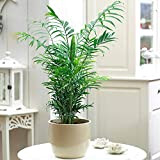 Palmier Chamaedorea Elegans – Grande Plante d'Intérieur de Qualité Supérieure en Pot de 13 cm