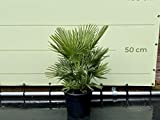 Palmier nain - 70/90 cm - Résistant à l'hiver - Chamaerops humilis