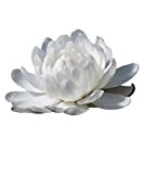 Paquet 10 Graines Nymphaea Ampla (Lotus blanc)