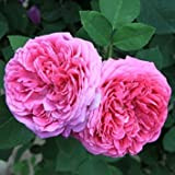 par DUBU 50 graines Heirloom rose rose de damas Bush Graines de fleurs
