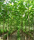 Paulownia Paulownia Elongata Graines New Forest Graines d'arbres à croissance rapide, Paulownia arbres Graines de plantes d'extérieur 100 pcs/sac