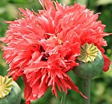 Pavot à opium - Papaver somniferum - 500 graines!