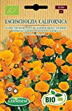 Pavot de Californie orange Eschscholzia californica