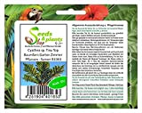 Pcs - 10x Cyathea Sp. Tiny Top Fougère Arborescente Jardin Chambre Plantes - Graines B1063 - Seeds Plants Shop Samenbank ...