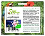 Pcs - 10x Hibiscus Pedunculatus Guimauve Arbuste Plantes - Graines B1617 - Seeds Plants Shop Samenbank Pfullingen Patrik Ipsa