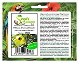 Pcs - 10x Hibiscus Tilleul Arbuste Guimauve Jardin Plantes - Graines B2116 - Seeds Plants Shop Samenbank Pfullingen Patrik Ipsa