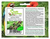 Pcs - 10x Santalum Album Santal Arbre Jardin Plantes - Graines ID163 - Seeds Plants Shop Samenbank Pfullingen Patrik Ipsa