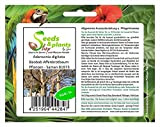 Pcs - 5x Adansonia Digitata Baobab Plantes - Graines B1873 - Seeds Plants Shop Samenbank Pfullingen Patrik Ipsa