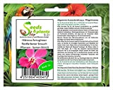 Pcs - 5x Hibiscus Ferrugineus Rostfarbener Arbuste Plantes - Graines B1615 - Seeds Plants Shop Samenbank Pfullingen Patrik Ipsa