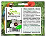 Pcs - 5x Hibiscus Trionum Guimauve Arbuste Jardin Plantes - Graines B1620 - Seeds Plants Shop Samenbank Pfullingen Patrik Ipsa