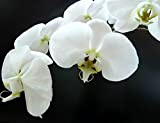 Phalaenopsis Orchidées 20 pcs Graines Beau Jardin Bonsaï Balcon Fleur Papillon Orchidée Bonsaï Hydroponique Fleur Plante pour Quatre Saisons Plantes ...