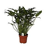 Philodendron Xanadu in 21cm pot, total height ca. 65cm