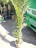 Phoenix Canariensis Palmier env. 150-160 cm