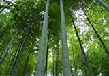 Phyllostachys edulis « Moso » Graines de bambou graines fraîches 100+