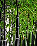 Phyllostachys nigra – bambou noir – 100 graines