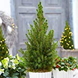Picea Glauca Conica | Sapin de Noël en Pot | Conifère Petit Nain Sapinette à Feuillage Persistant (de 30 à ...