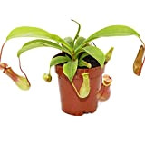 Pichet - Nepenthes - Pot de 9 cm
