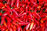 Piment jalapeno - variété rouge tres chaude - 85 graines