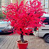 Pinkdose 10pcs rouge japonais fleurs de cerisier plante cour jardin bonsaï arbre petit Sakura arbre plantes en pot pour la ...