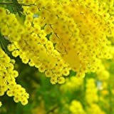 Pinkdose 20 plantes d'or Mimosa Acacia Baileyana jaune Wattle Arbre plantes: fleurs rouges