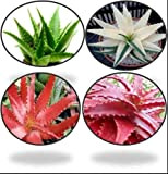 Pinkdose Aloe vera plante verte Graines de graines rouges d'aloe vera, et les graines blanches aloe vera semences