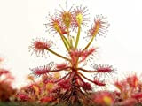 Pinkdose Drosera - Drosera madagascariensis Seed