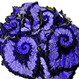 Pinkdose sapphire blue: 50Pcs Begonia Seeds, Coleus Begonia Flower Seeds Bonsai Plants Balcony Home Garden Decor (Blue)(Double Color)(Purple)(Sapphire Blue)