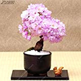 Pinkdose ZLKING 10 Pcs Pourpre Japonais Sakura Bonsaï Mini Arbre Véritable Oriental Vivace Vivifère Fleurs De Cerisier Jardinage Intérieur