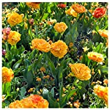 Plant & Bloom - Bulbes de fleurs, Tulipes Caméléons à fleurs doubles d’Hollande – 25 ampoules, plantation d’automne, faciles à ...