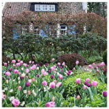 Plant & Bloom - Bulbes de fleurs, Tulipes d’Hollande – 30 ampoules, plantation d’automne, faciles à cultiver, floraison printanière – ...