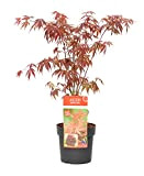 Plant in a Box - Acer palmatum 'Atropurpureum' - Érable du Japon - Pot 19cm - Hauteur 60-70cm