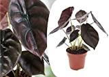 Plant in a Box - Alocasia cuprea Red Secret - Plante d'intérieur exotique - Pot 12cm - Hauteur 25-35cm