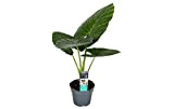 Plant in a Box - Alocasia Odora - Magnifique plante d'intérieur verte - Pot 17cm - Hauteur 55-75cm