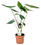 Plant in a Box - Alocasia 'Zebrina' - Plante d'intérieur - Pot 17cm - Hauteur 60-70cm - Grande plante en ...