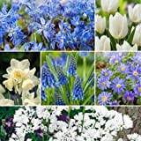 Plant in a Box - Bulb Garden Blue - 125x bulbes à fleurs rustiques - Mélange de bulbes - Circonférence ...